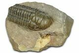 Detailed Crotalocephalina Trilobite - Atchana, Morocco #372403-2